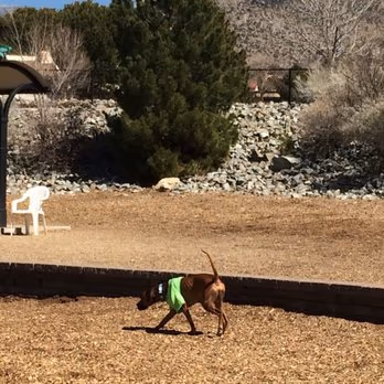 Canine Skyline Dog Park photo 1